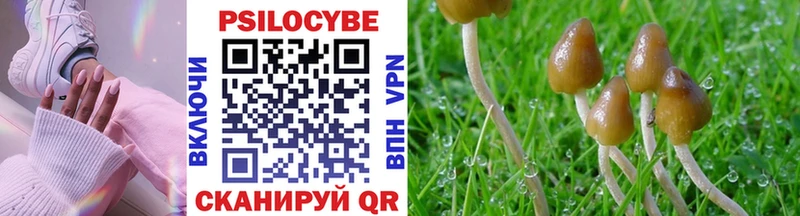 Галлюциногенные грибы Psilocybe  Новая Ладога 